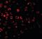 CRAF1 antibody, orb86806, Biorbyt, Immunofluorescence image 