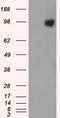 GRIP1 Associated Protein 1 antibody, LS-C114926, Lifespan Biosciences, Western Blot image 