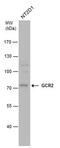 Ecdysoneless Cell Cycle Regulator antibody, PA5-78364, Invitrogen Antibodies, Western Blot image 