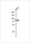 Exostosin Glycosyltransferase 2 antibody, LS-C167866, Lifespan Biosciences, Western Blot image 