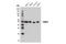 Poly(A) Binding Protein Nuclear 1 antibody, 14154S, Cell Signaling Technology, Western Blot image 