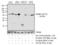 Paxillin antibody, GTX24832, GeneTex, Western Blot image 