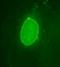 Emerin antibody, orb76620, Biorbyt, Immunohistochemistry paraffin image 