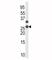 Cyclin Dependent Kinase Inhibitor 1B antibody, F48429-0.4ML, NSJ Bioreagents, Western Blot image 