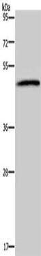 5-Hydroxytryptamine Receptor 2B antibody, CSB-PA092212, Cusabio, Western Blot image 