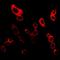 Progestin And AdipoQ Receptor Family Member 5 antibody, orb338844, Biorbyt, Immunofluorescence image 