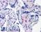 Placenta Enriched 1 antibody, LS-B5345, Lifespan Biosciences, Immunohistochemistry paraffin image 