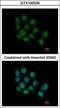 DEAD-Box Helicase 5 antibody, GTX100234, GeneTex, Immunocytochemistry image 