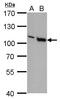 VAV1 antibody, GTX629749, GeneTex, Western Blot image 