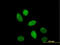 CAMP Responsive Element Binding Protein 1 antibody, LS-B6025, Lifespan Biosciences, Immunofluorescence image 