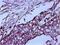 Ezrin antibody, MA5-13862, Invitrogen Antibodies, Immunohistochemistry frozen image 