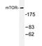 Mechanistic Target Of Rapamycin Kinase antibody, AP20712PU-N, Origene, Western Blot image 