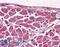 Muscleblind Like Splicing Regulator 1 antibody, LS-B4372, Lifespan Biosciences, Immunohistochemistry frozen image 