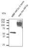 HIF1-alpha antibody, LS-C204258, Lifespan Biosciences, Western Blot image 