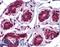 Jumonji domain-containing protein 5 antibody, LS-B5036, Lifespan Biosciences, Immunohistochemistry frozen image 