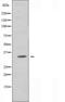 Olfactory receptor 89  antibody, orb227540, Biorbyt, Western Blot image 