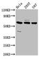 Neuropilin And Tolloid Like 1 antibody, LS-C674230, Lifespan Biosciences, Western Blot image 