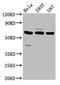 Neuropilin and tolloid-like protein 1 antibody, LS-C674230, Lifespan Biosciences, Western Blot image 