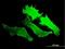 Guanylate Cyclase 2D, Retinal antibody, H00003000-M07, Novus Biologicals, Immunocytochemistry image 