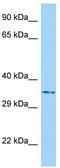 Nucleotide Binding Protein Like antibody, TA331719, Origene, Western Blot image 