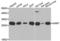 Guanidinoacetate N-Methyltransferase antibody, LS-C334818, Lifespan Biosciences, Western Blot image 