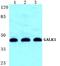 Galactokinase 1 antibody, A06627-1, Boster Biological Technology, Western Blot image 