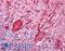 Neurofilament Heavy antibody, LS-B256, Lifespan Biosciences, Immunohistochemistry paraffin image 