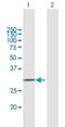 Apolipoprotein F antibody, H00000319-B01P, Novus Biologicals, Western Blot image 