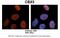 Chromobox 5 antibody, 27-613, ProSci, Immunohistochemistry frozen image 