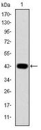 Jun Proto-Oncogene, AP-1 Transcription Factor Subunit antibody, AM06657SU-N, Origene, Western Blot image 