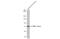 EOMES antibody, GTX132776, GeneTex, Western Blot image 