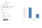 G Protein Subunit Beta 1 antibody, PA1-725, Invitrogen Antibodies, Western Blot image 