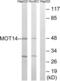 Solute Carrier Family 16 Member 14 antibody, LS-C120097, Lifespan Biosciences, Western Blot image 