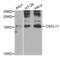 C-X-C Motif Chemokine Ligand 11 antibody, abx004738, Abbexa, Western Blot image 