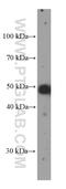 Paired Box 8 antibody, 60145-4-Ig, Proteintech Group, Western Blot image 