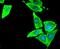 Coagulation Factor III, Tissue Factor antibody, NBP2-67731, Novus Biologicals, Immunofluorescence image 