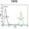 Rho GTPase Activating Protein 19 antibody, abx034526, Abbexa, Western Blot image 