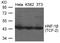 HNF1 Homeobox B antibody, orb69631, Biorbyt, Western Blot image 