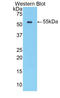 Cathepsin A antibody, LS-C302627, Lifespan Biosciences, Western Blot image 