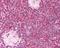 Lymphocyte Antigen 86 antibody, 49-615, ProSci, Immunohistochemistry paraffin image 