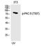 Protein Kinase C Delta antibody, PA5-40210, Invitrogen Antibodies, Western Blot image 