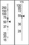 Syndapin 1 antibody, AP15038PU-N, Origene, Western Blot image 