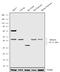 Protein Arginine Methyltransferase 6 antibody, 720142, Invitrogen Antibodies, Western Blot image 