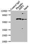 Protein Tyrosine Phosphatase Non-Receptor Type 11 antibody, CSB-RA019025A542phHU, Cusabio, Immunoprecipitation image 