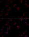 Protein Phosphatase 5 Catalytic Subunit antibody, 14-112, ProSci, Immunofluorescence image 