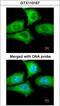 Chaperonin Containing TCP1 Subunit 5 antibody, LS-B10790, Lifespan Biosciences, Immunocytochemistry image 