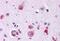 Frizzled Class Receptor 9 antibody, MBS247929, MyBioSource, Immunohistochemistry paraffin image 
