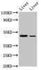 Damage Specific DNA Binding Protein 2 antibody, LS-C671936, Lifespan Biosciences, Western Blot image 