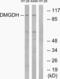 Dimethylglycine Dehydrogenase antibody, abx014423, Abbexa, Western Blot image 