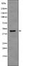Regulator Of Chromosome Condensation 1 antibody, PA5-64850, Invitrogen Antibodies, Western Blot image 
